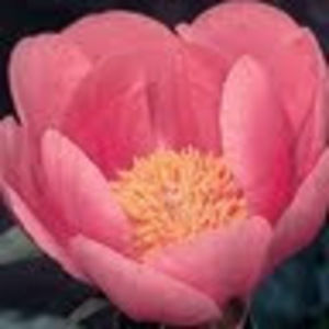 Meet your Posher, Carol